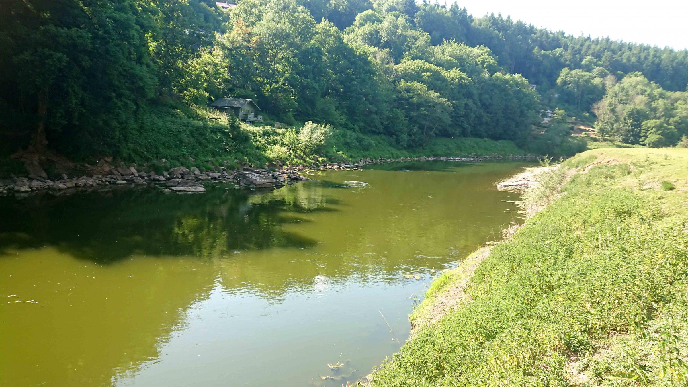The River Wye at Redbrook turned green because of algal blooms in June 2020 