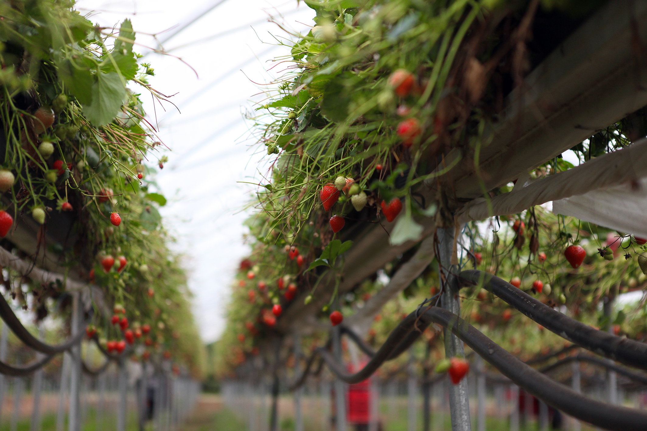 S&A Produce Ltd in Marden...Pic is. A long row of ripe strawberies at Brook Farm..