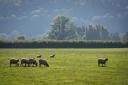 Sheep grazing at Turnsatone Court Farm in herefordshire