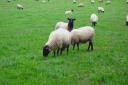 Sheep grazing in field.