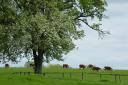 Hereford cattle in Perry Pear Orchard at Redlands, Awnells Farm
