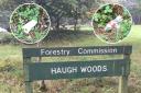 Photographs and video footage show litter discarded in Haugh wood