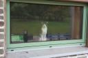 The identity of a cat that set off an intruder alarm at a Herefordshire school has been revealed