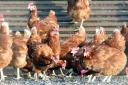 Tougher measures to control the spread of bird flu in Herefordshire have been dropped