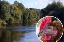 Chicken waste from Wales has been identified as a cause of pollution in the Wye.
