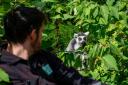 A keeper admires a ring tailed Lemur at Bristol Zoo Gardens ahead of its closure in Saturday. Picture: 
Ben Birchall/PA Wire