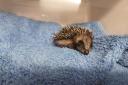 Hedgehog found by Herefordshire Wildlife Rescue in a shop bin Picture: Herefordshire Wildlife Rescue
