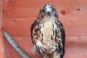 Herefordshire Wildlife Rescue saved a buzzard found by a dog walker. Picture:  Herefordshire Wildlife Rescue