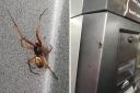 Venemous spider found at Hereford Sainsburys