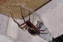 False widow found in a Herefordshire home Picture: Skye Joy