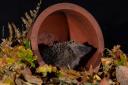 Hedgehog in a planter. Picture: PA Wire