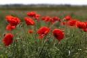 Paper poppies can be taken to your local Sainsbury's store to be recycled