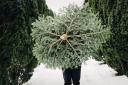 Find out where to buy your Christmas tree in Herefordshire