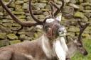 Live reindeer should have been banned from Herefordshire fair