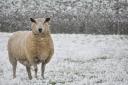 The Met Office has forecast more snow for parts of Herefordshire next week