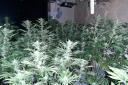 A cannabis factory was found in a barn at a Herefordshire farm. File picture
