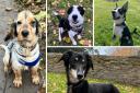 The RSPCA in Herefordshire is looking for people to join its team