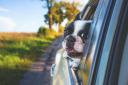To stay safe while driving and avoid the hefty fine, ensure your dog (or any other pet) is restrained appropriately
