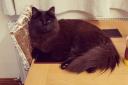 Toto the cat has gone missing from Lower Bullingham, Hereford