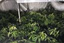 The cannabis plants were found at a property in Stoke Lacy, Herefordshire