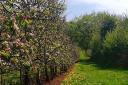 Orchards in Herefordshire will be welcoming visitors
