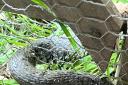 This snake was caught in chicken wire in Monty Don's garden