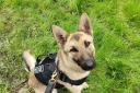 PD Fury recently detained a suspect in the act of burgling a shop in Hereford