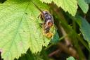 There have been 16 confirmed sightings of the Asian Hornets in the UK this year.