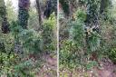 Cannabis plants were found on the Great Western Way in Hereford