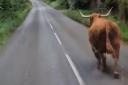 A cow was seen wandering a road near Leominster