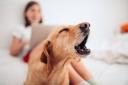 Have you been struggling to sleep due to a neighbour's dog barking loudly?