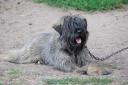 A French-bred Bouvier, the same breed involved in the alleged incident for which Neanor has been charged