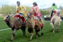 Camel racing at Malvern