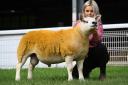 2,400 gns Texel Ram Lamb from Amphlett and Owens, Woodhouse, Leominster