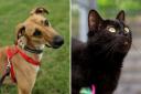 The RSPCA are launching their Adoptober campaign to encourage people to take in a pet