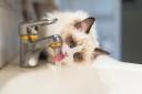 If your cat has started drinking more water lately, it could be a warning sign