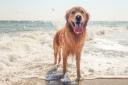 These are the beaches you can bring your dogs to this autumn