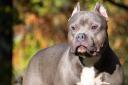 Stock image of pit bull terrier-type breed of dog