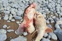 There are concerns about the amount of dead fish found on a Barry beach