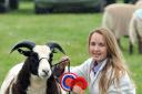 Seren Carpenter proudly poses with Ingrid her Jacob Sheep which won female champion and reserve champion at Tenbury Show