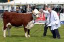 Stockmen Mark and Michael Chandler prepare Heath House Curly 3rd to be photographed at the show in 2015. The Hereford heifer is owned by Rupert and Liz Lywood