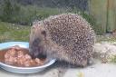 Hedgehog rescue and rehabilitation