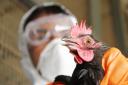 Herefordshire Council is taking steps to stop bird flu spreading from a farm near Ross-on-Wye. File picture