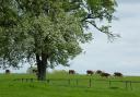 Hereford cattle in Perry Pear Orchard at Redlands, Awnells Farm