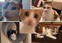 Five cats in Herefordshire are looking for forever homes (RSPCA/Canva)