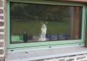 The identity of a cat that set off an intruder alarm at a Herefordshire school has been revealed