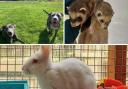 These 5 animals with RSPCA in Herefordshire need forever homes (RSPCA/Canva)