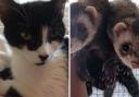 These 3 animals with RSPCA in Herefordshire are looking for new homes (RSPCA/Canva)