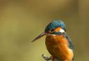 Kingfisher by Nigel Williams of the Hereford Times Camera Club