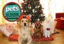 Pets at Home reveals Christmas opening hours change for shoppers (Canva/PA)